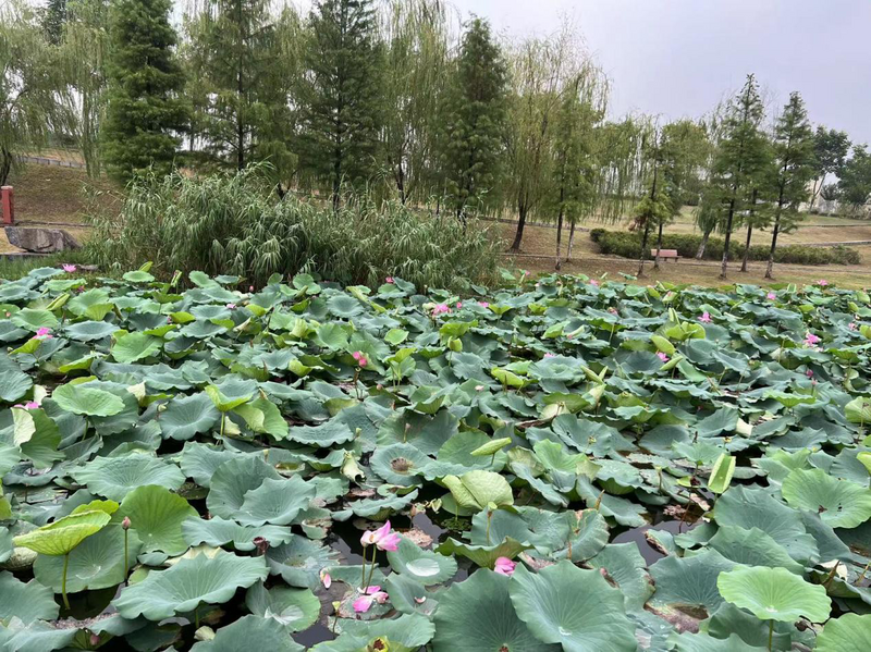 圖片1.png 圖片1.png